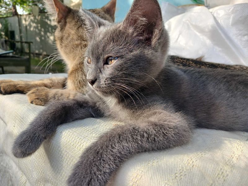 Котёнок , скотиш страйт. Отдаём в заботливые руки. Котёнок , скотиш страйт. Отдаём в заботливые руки.