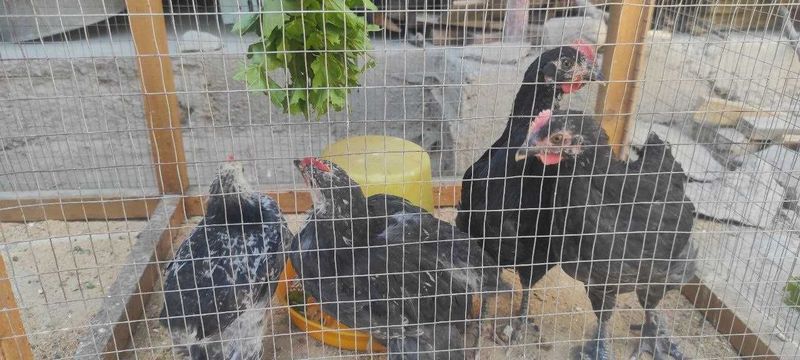 продаются двухмесячные домашние цыплята (уй жужалари) продаются двухмесячные домашние цыплята (уй жужалари)