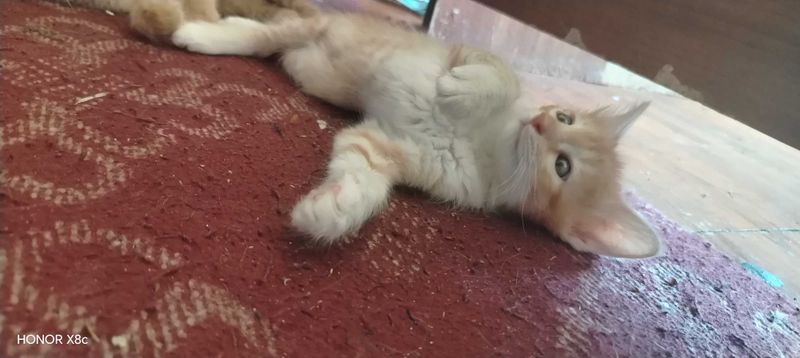 Домашние котята отдам в хорошие руки Домашние котята отдам в хорошие руки