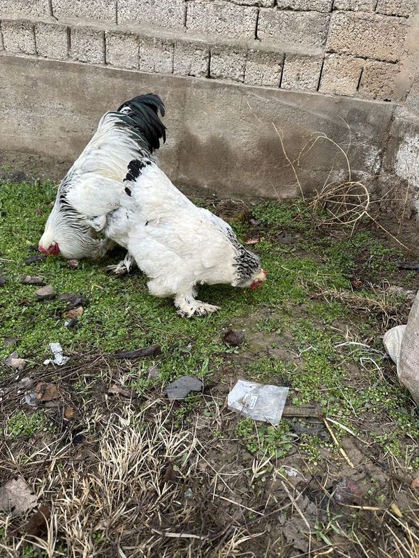 1para brama 1 para adler tovuq xoʻrozlari sotiladi