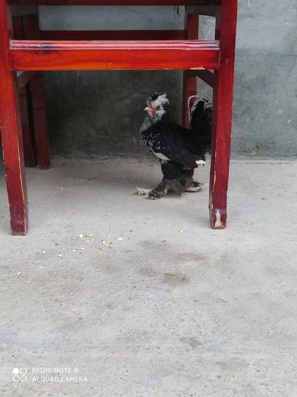 yapon tovuq yapon tovuq