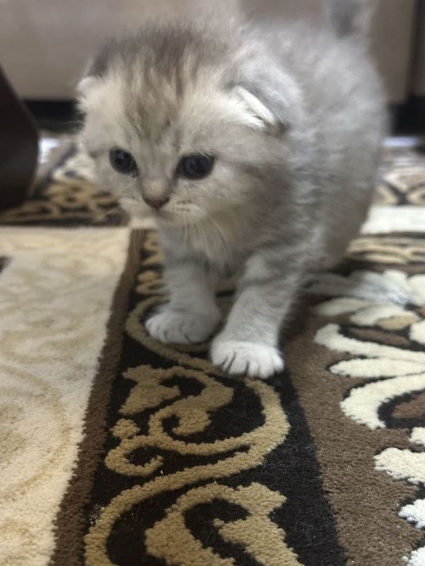 Кошка скотш фолд чистокровный , мушук Кошка скотш фолд чистокровный , мушук