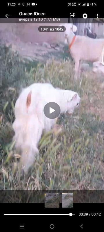 Зотдор эчки болалари 3 та Зотдор эчки болалари 3 та