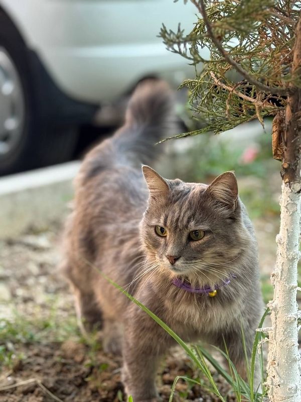 Милая добрая кошечка Милая добрая кошечка