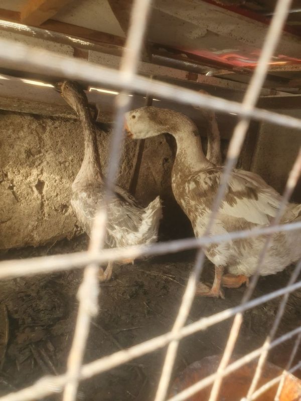 Srochniy g'ozlar sotiladi Srochniy g'ozlar sotiladi