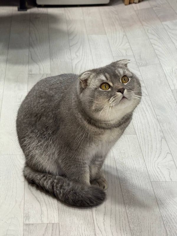 Mushi sotiladi zotli mushi Mushi sotiladi zotli mushi