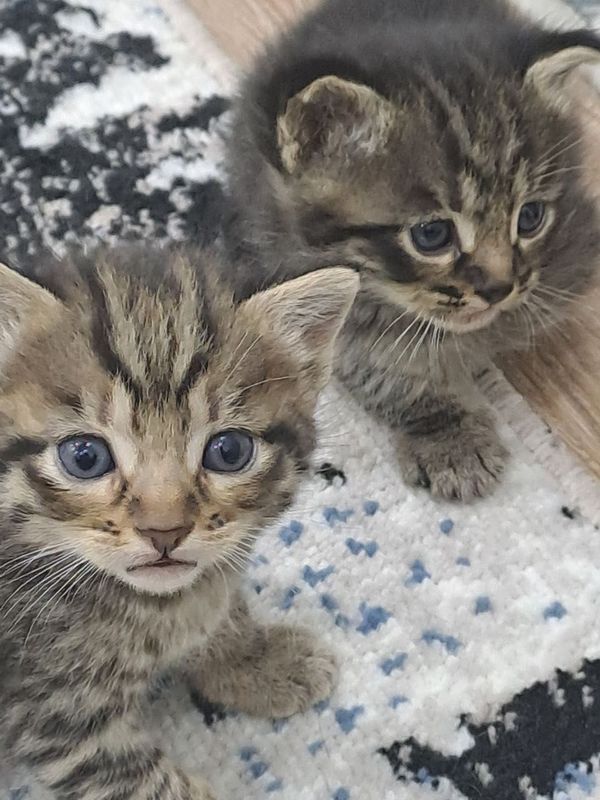 Домашние кошки. Домашние кошки.
