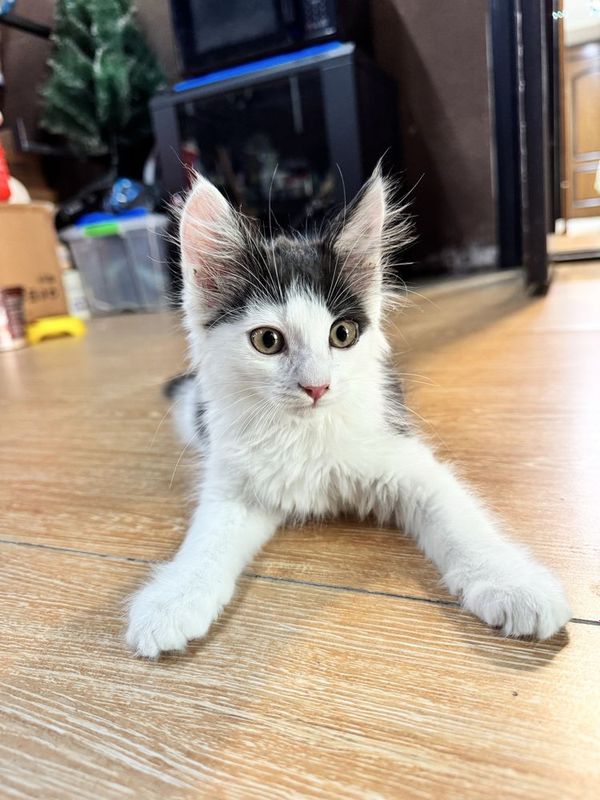 Котенок Бесплатно
