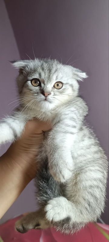 Котята 2.5 месяца Котята 2.5 месяца