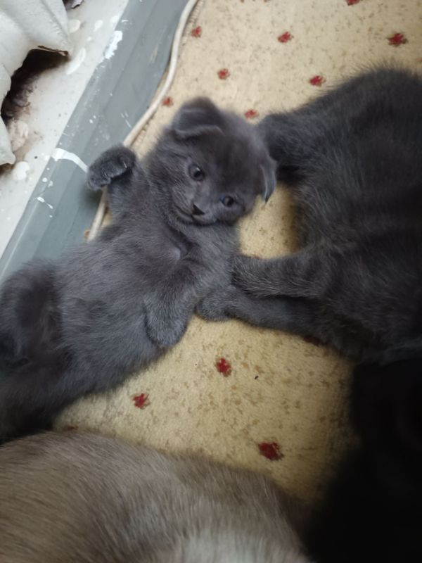 Породистые котята от правильной вязки,цена договорная Породистые котята от правильной вязки,цена договорная