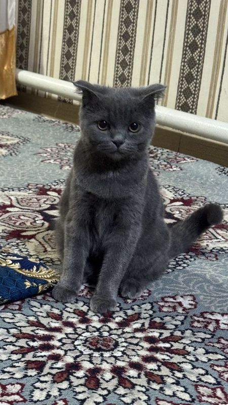 Mushuk pishak sotiladi