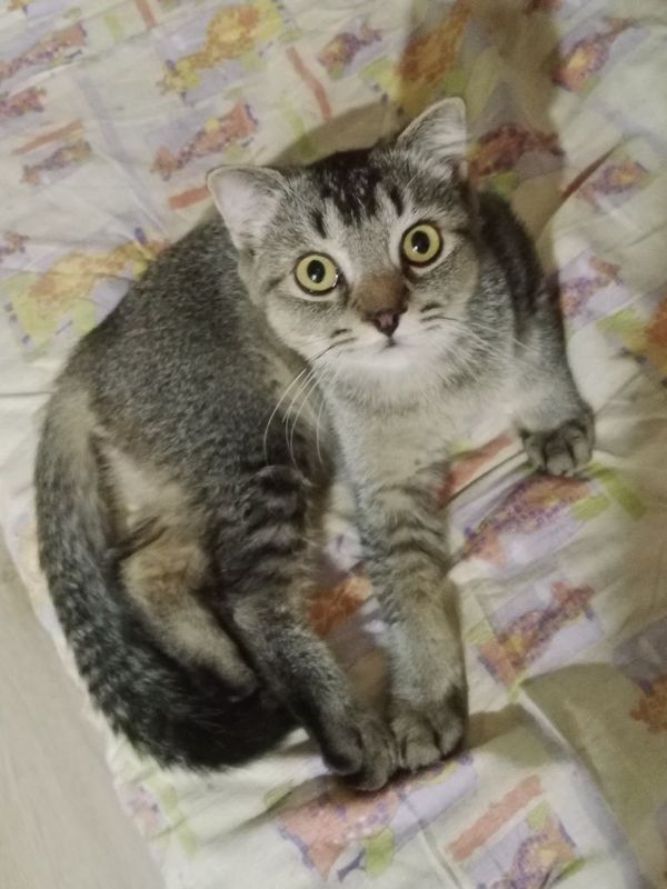 Шотландский котик Шотландский котик