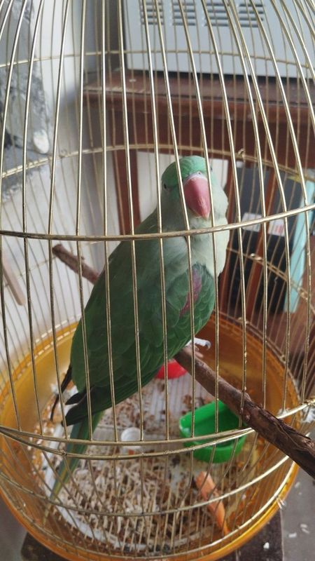 Продам. Александрийский Ожиреловый попугай. 1.5 года самец Продам. Александрийский Ожиреловый попугай. 1.5 года самец
