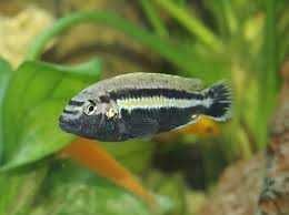 melanochroms auratus sotiladi melanochroms auratus sotiladi