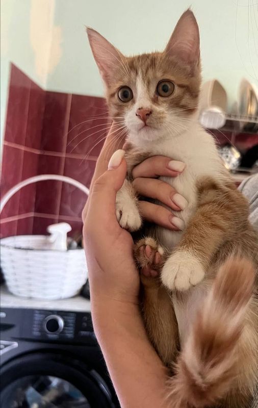 Отдам даром котят