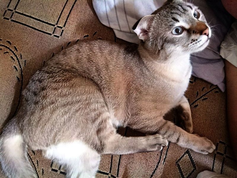 Вязка кота бесплатно Вязка кота бесплатно