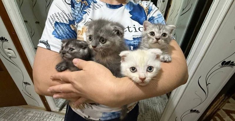 Срочно продаю британских котят.