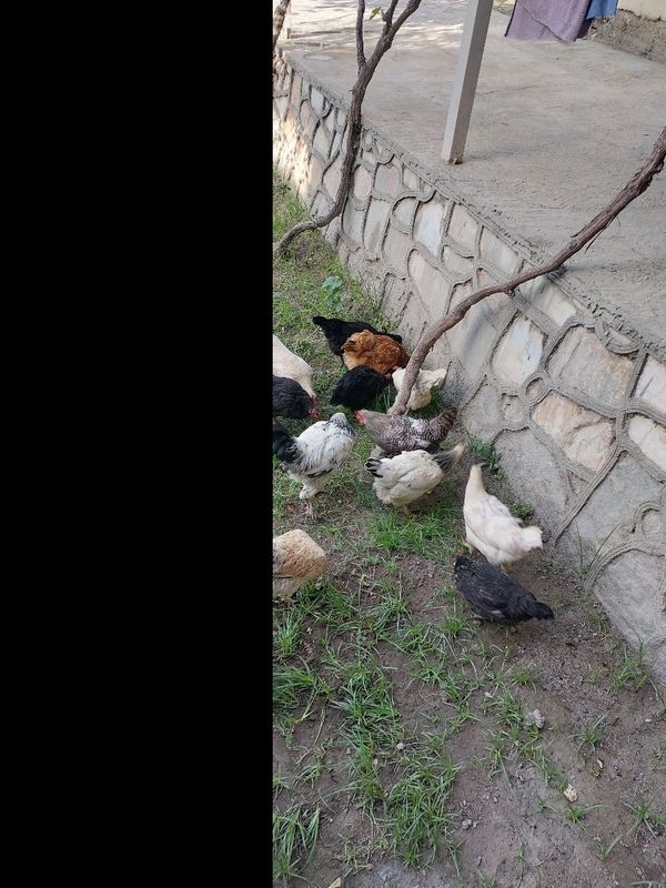 Товуклар сотилади Товуклар сотилади