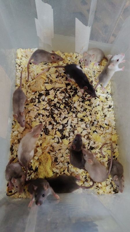 Сиамские крыски и обычные крыски разных окрасов с обычными ушками Сиамские крыски и обычные крыски разных окрасов с обычными ушками