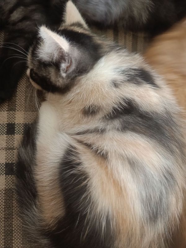 Срочно котёнки с мамой отдадим даром, в хорошие руки. Срочно котёнки с мамой отдадим даром, в хорошие руки.