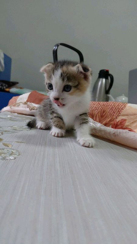 кошка кошка