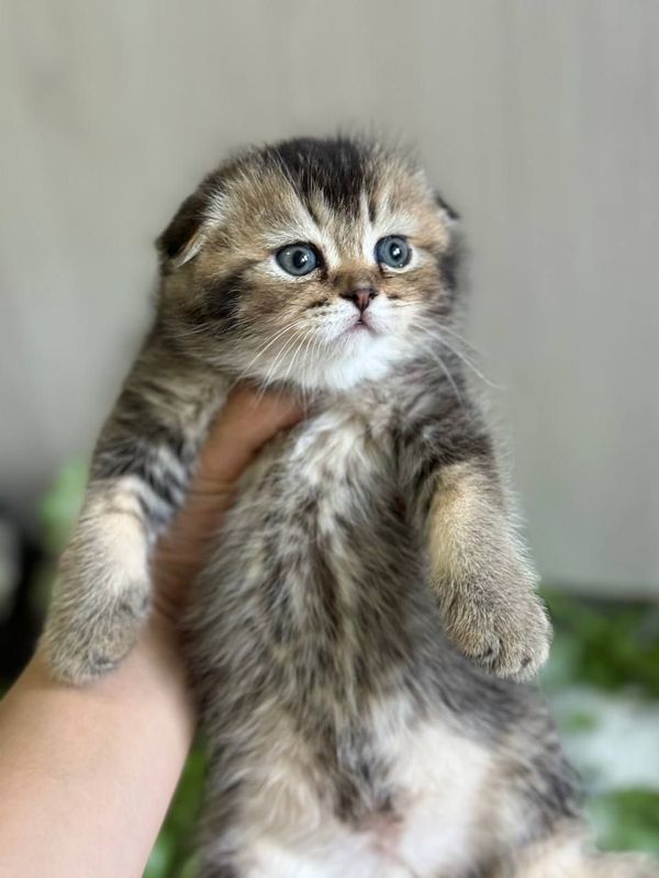 Шотландские чистокровные котята Шотландские чистокровные котята
