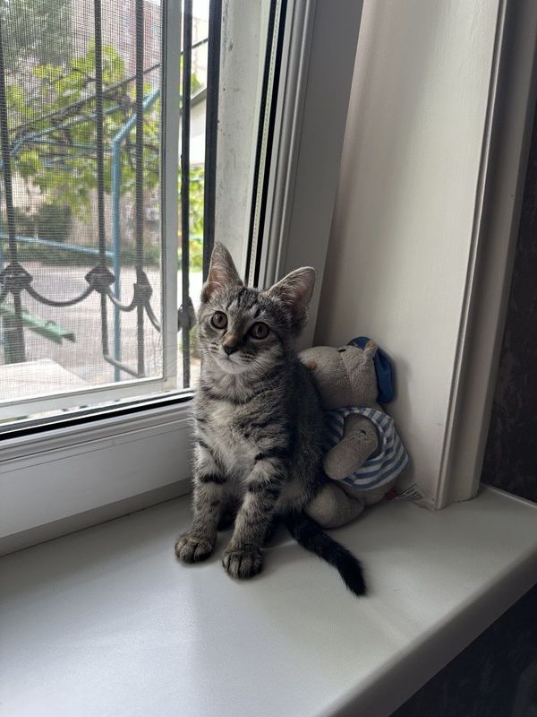 Пристраивается котёнок в любящую семью ! Пристраивается котёнок в любящую семью !