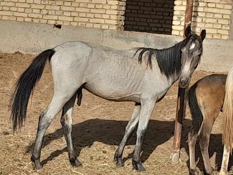 Erkak toylar sotiladi soni 17ta Erkak toylar sotiladi soni 17ta