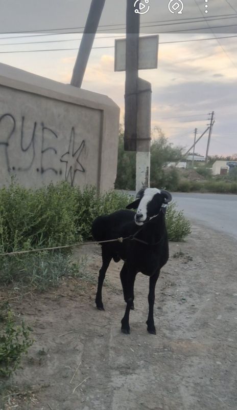 Qozi qo'shqar biltirgi Qozi qo'shqar biltirgi
