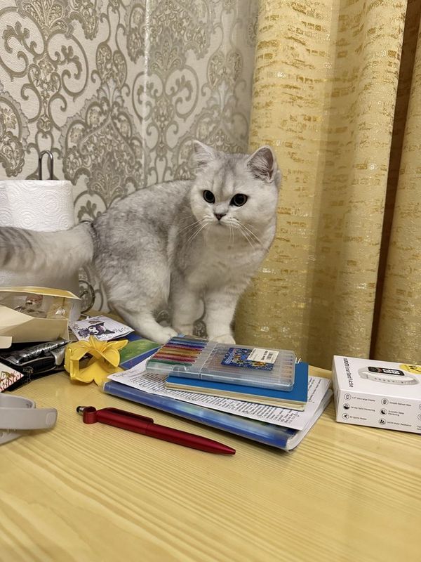 Mushuk sotiladi britanskiy shinshilla toza zod Mushuk sotiladi britanskiy shinshilla toza zod