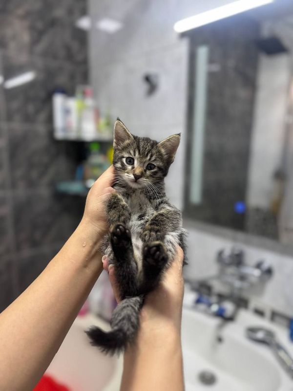 Кошка/мушук боласи