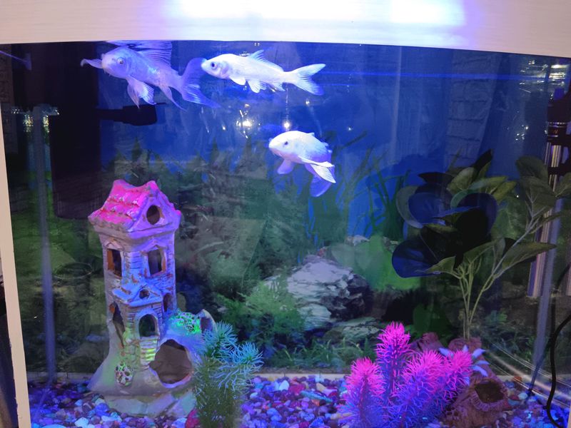 Sorchni Sotiladi Akuvarim 100 L Sorchni Sotiladi Akuvarim 100 L