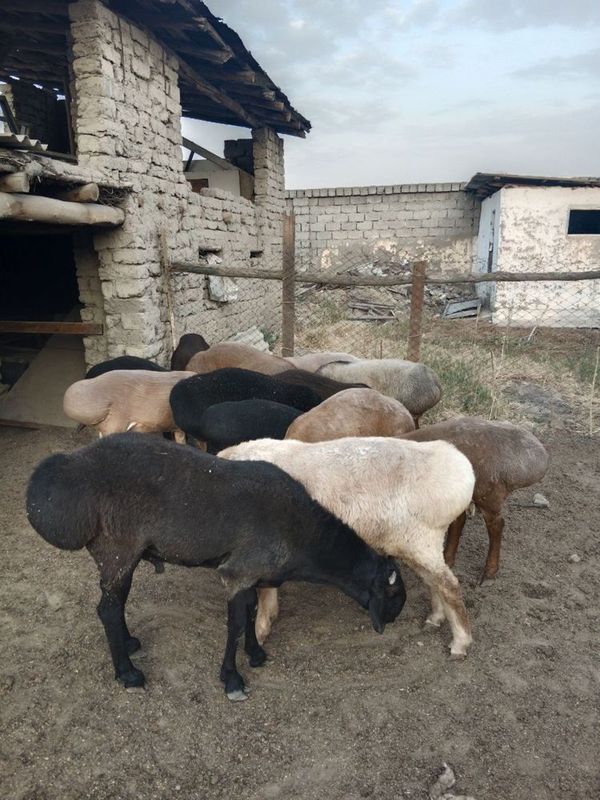 Qoylar sotiladi Qoylar sotiladi