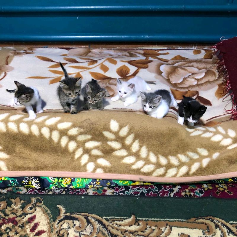 продаются котята продаются котята