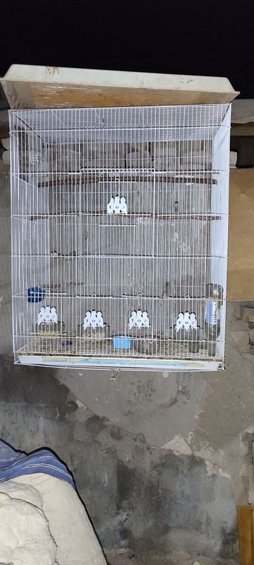 Valer qafas sotiladi toshkentda