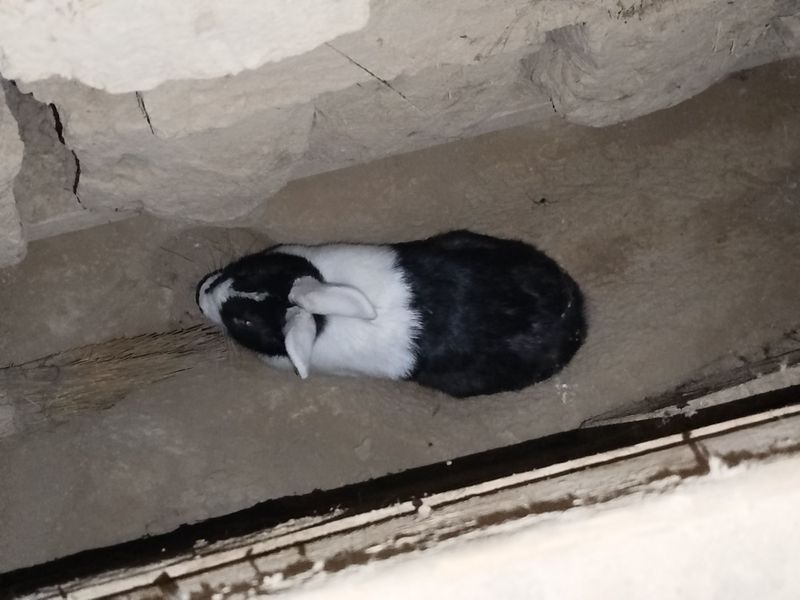 Assalomalekum parodali quyon sotladi 1 dona qiz bola