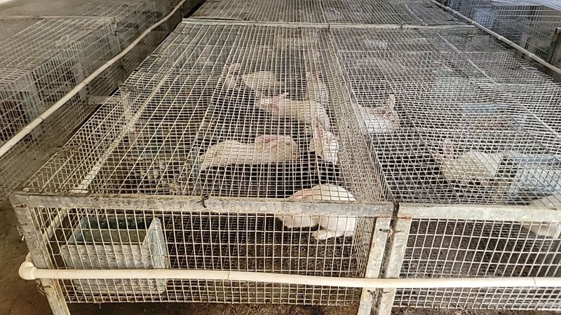 Продаются кролики хиколь Продаются кролики хиколь