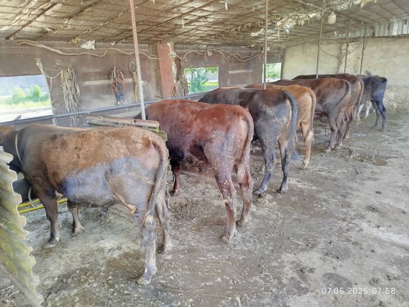 Mollar sitiladi, ilgi tuq buqachalar sotiladi Mollar sitiladi, ilgi tuq buqachalar sotiladi