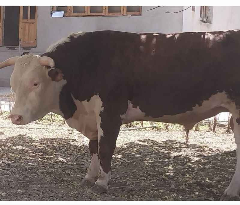 Semiz buqala sotiladi Semiz buqala sotiladi
