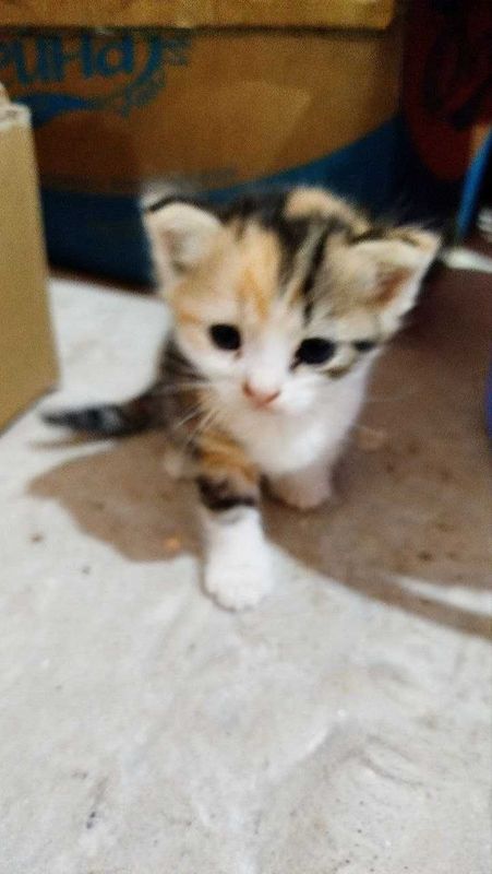 Продам котёнка девочку 3 месяца Ласковая кошечка в хорошие руки Продам котёнка девочку 3 месяца Ласковая кошечка в хорошие руки