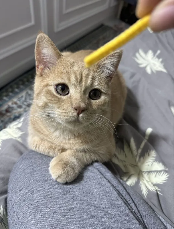 Британская кошка