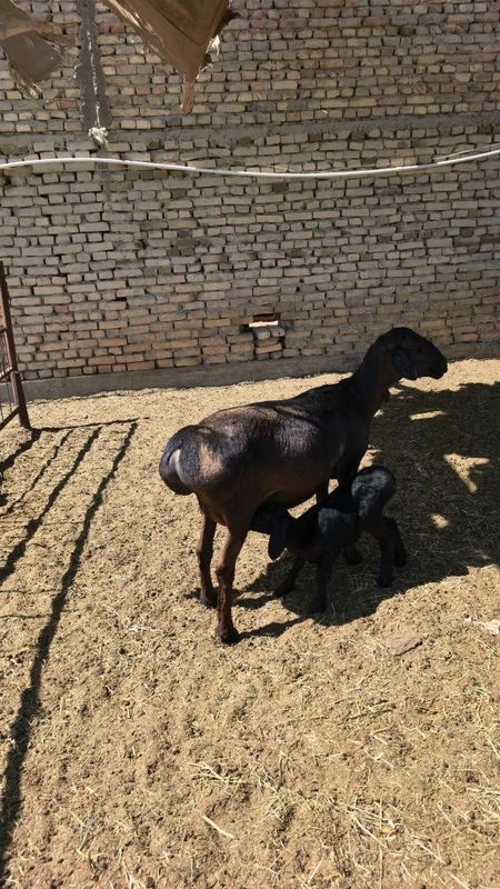 Ona bola qo'ylarni udarlaridan sotuvga chiqdi, yeb ichishiga garant