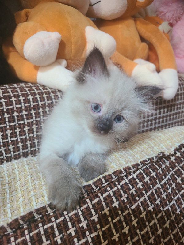 Продаются Сиамские котята