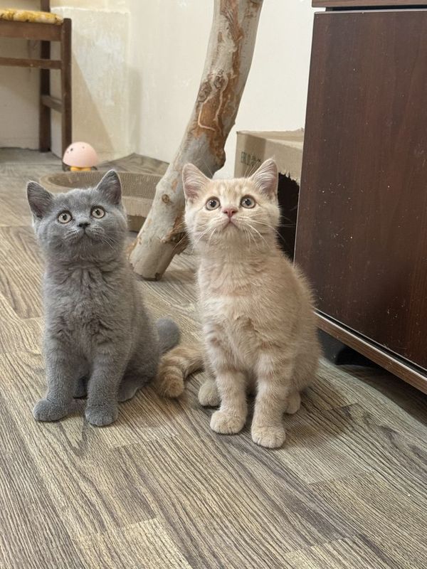Британский страйт котята Британский страйт котята