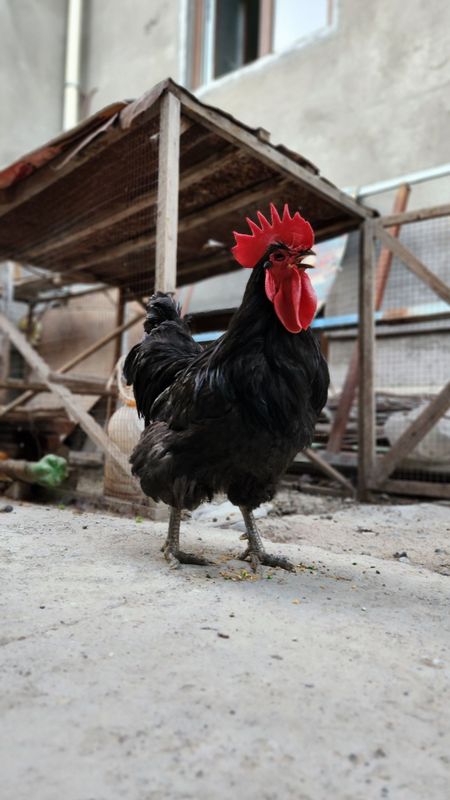 Gigant jersi va Shamo