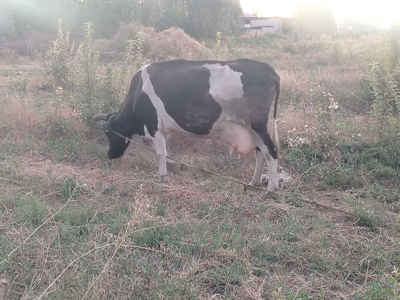Сигир голланд сотилади