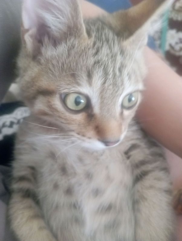 кошка кошка