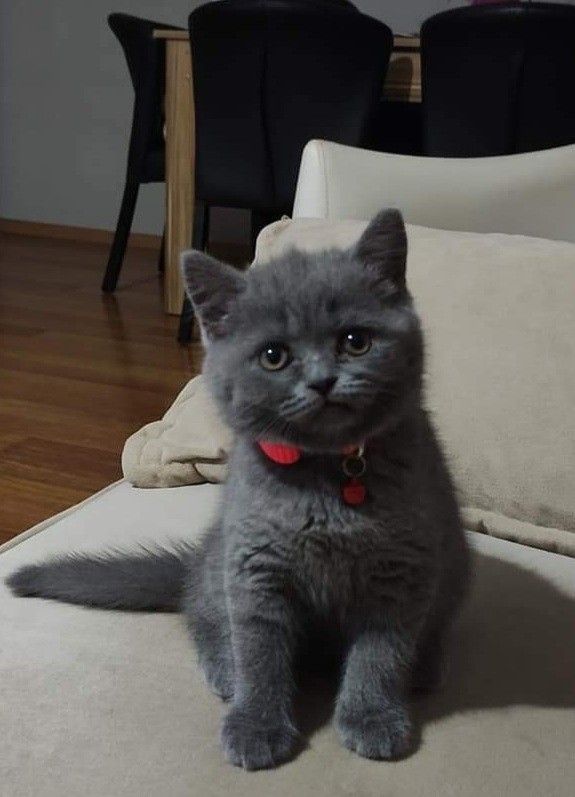 Маленький котёнок Маленький котёнок