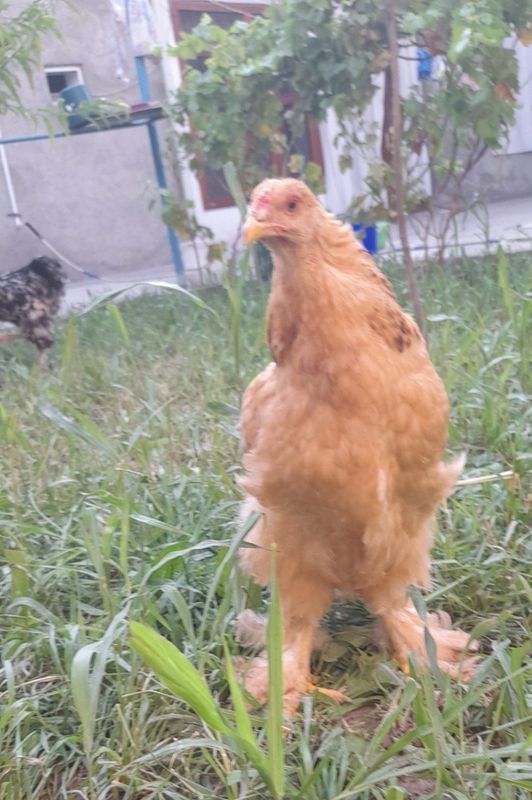 Paliviy Kox sotiladi qoni toza parodalar