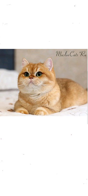золотая шиншила